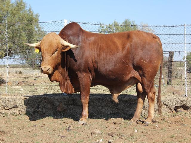 Afrikaner