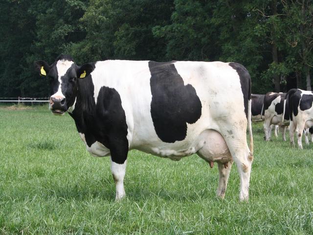 Dutch cow (Extinct)
