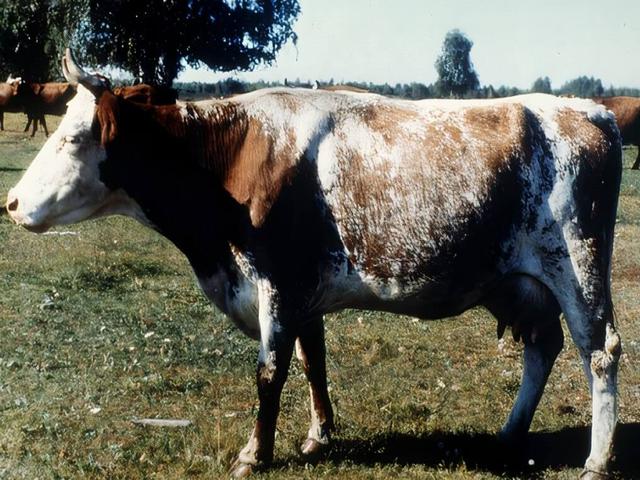 Kurgan cow
