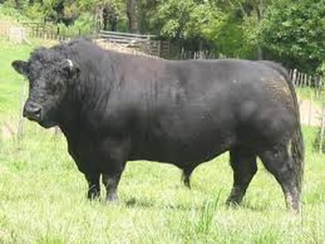 Welsh Black Cow