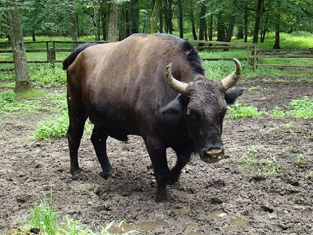 ژوبروń