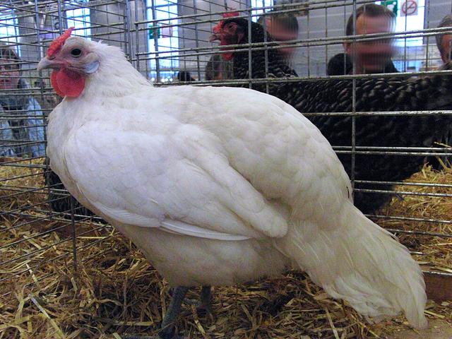 Elsässerin