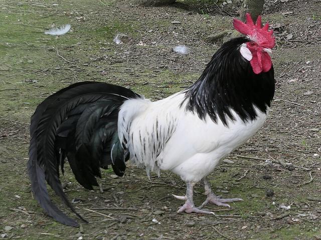 Lakenvelder